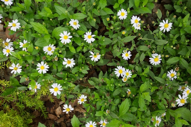 Lecho de flores con plantas florecientes de matricaria en el jardín