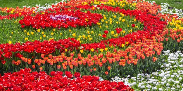 Lecho de flores de tulipanes multicolores