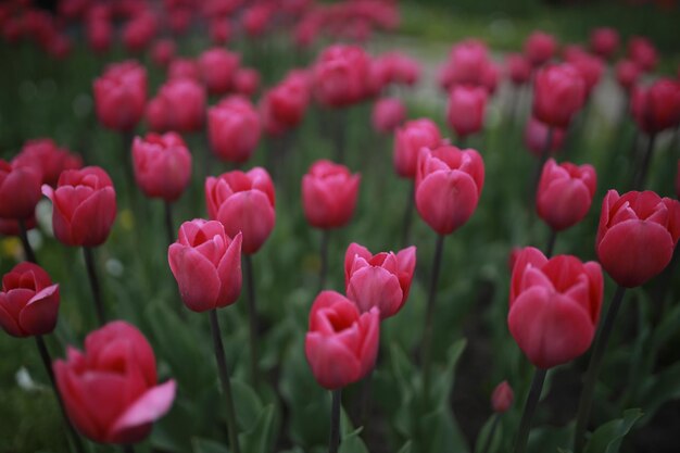 Un lecho de flores con tulipanes rosa peonía tulipanes rosas en el primer plano del macizo de flores