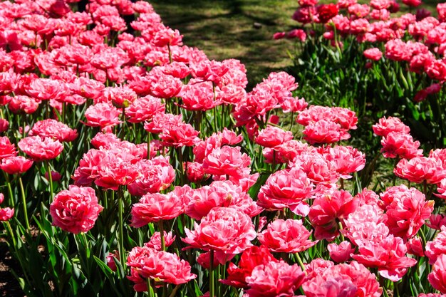 Lecho de flores de tulipanes rosados dobles en el parque en primavera