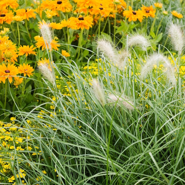 Lecho de flores de verano con caléndula amarilla, tagetes y hierba