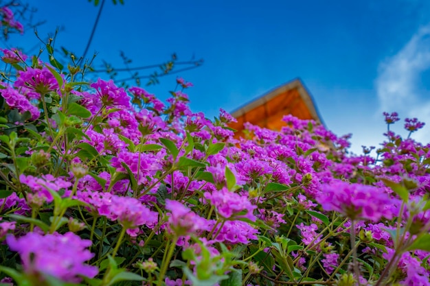 Un lecho de flores violetas frente a una casa de madera