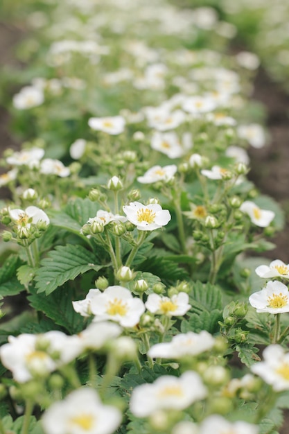 Lecho de fresas y flores