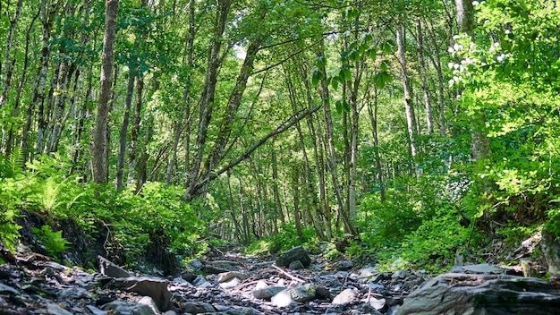 Lecho de piedra del río en el bosque, verano en Sochi, Rusia