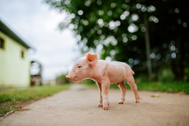 Un lechón en el camino rural.