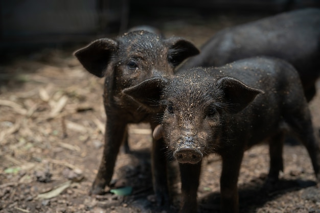 Lechón negro. Cría de cerdos en un país rural.