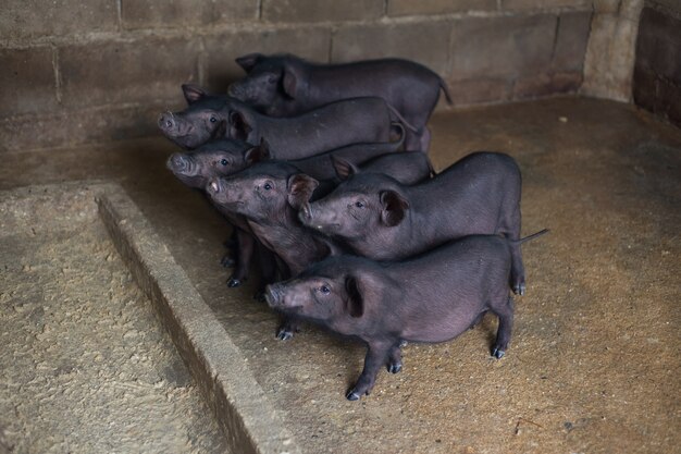 Lechón negro en la jaula.