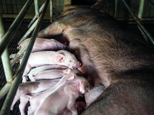 Foto un lechón recién nacido de una semana de edad está amamantando a su madre en una granja de cerdos