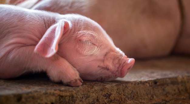 Un lechón de una semana lindo recién nacido durmiendo en la granja de cerdos con otros lechones Primer plano