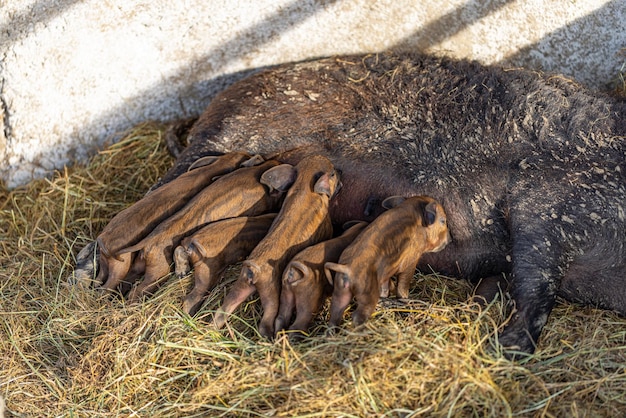 Lechoncitos mangalica lactantes