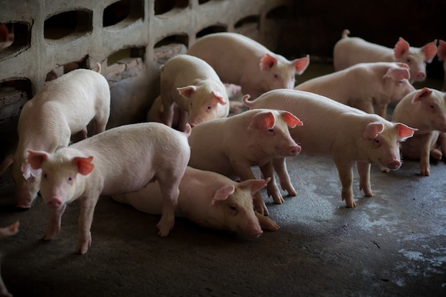 Foto lechones en el interior de una granja de cerdos.