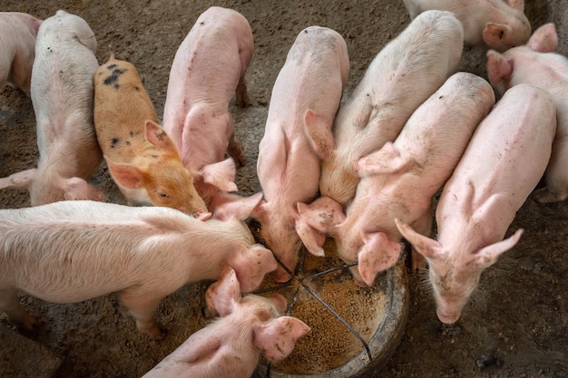 Los lechones luchan por comer en una granja de cerdos.