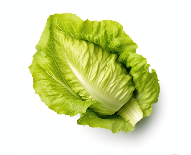 Lechuga aislada sobre un fondo blanco