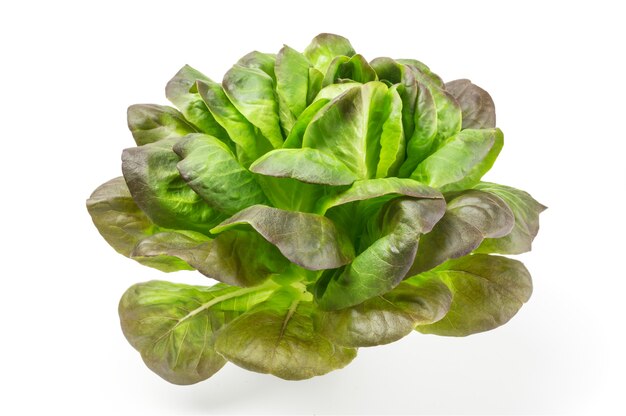 Lechuga aislado en blanco