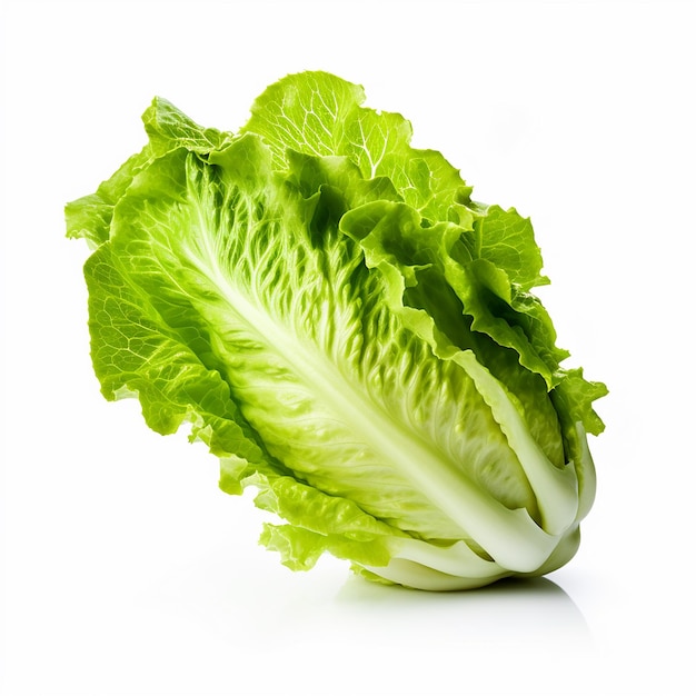 Lechuga de alta resolución en blanco