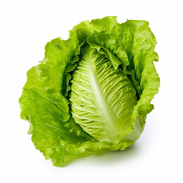 Lechuga de alta resolución sobre fondo blanco.