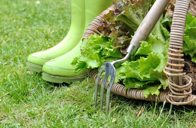 Lechuga en canasta