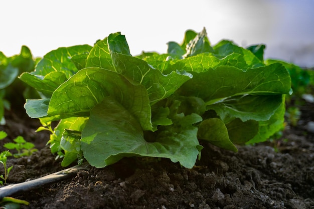 Lechuga en un cultivo agrícola