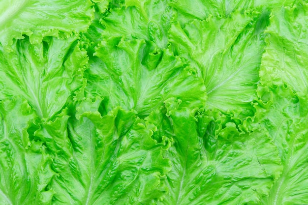 Foto lechuga de ensalada aislada sobre fondo blanco con trayectoria de corte