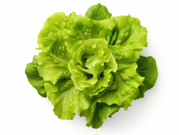 Lechuga foto gratuita de fondo en HD