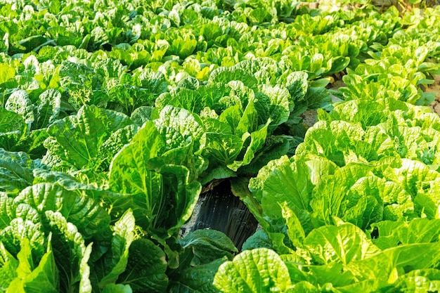 Lechuga fresca en el campo