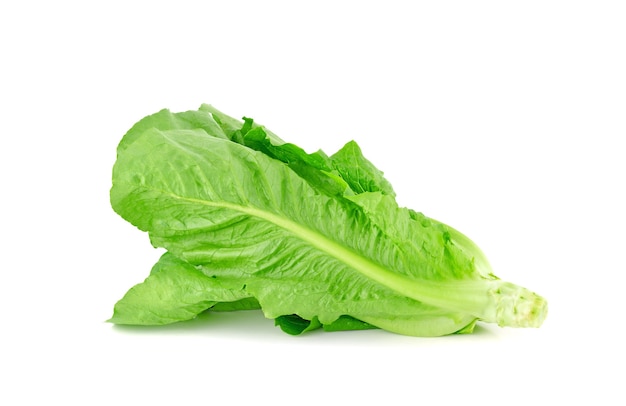 Lechuga fresca Cos sobre fondo blanco.