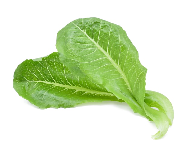 Lechuga fresca cos sobre fondo blanco.