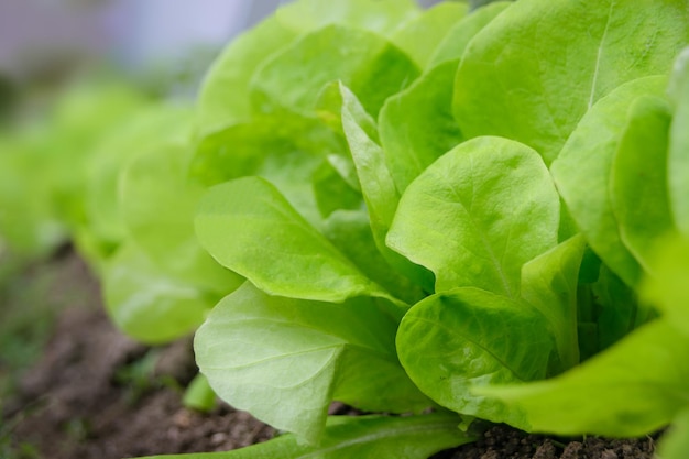 Foto lechuga fresca en la granja