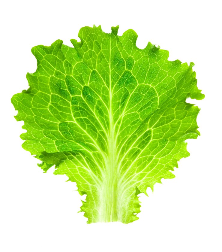 Foto lechuga fresca una hoja aislada sobre fondo blanco closeup