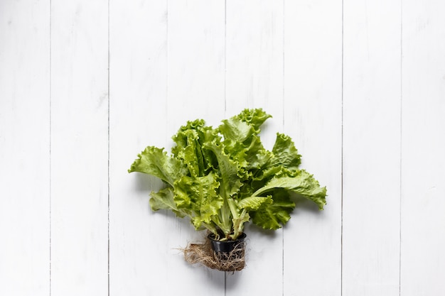 Lechuga fresca con la raíz y el suelo en el fondo rústico blanco.