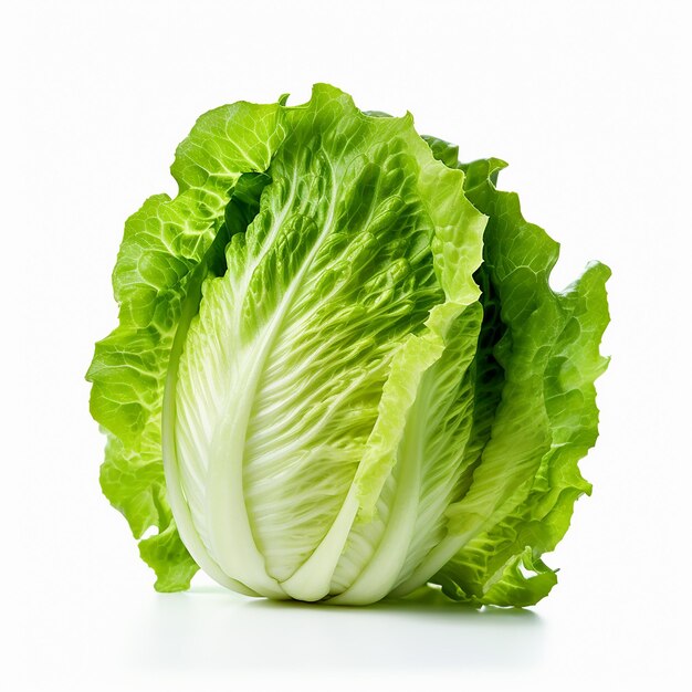 Lechuga fresca sobre fondo blanco