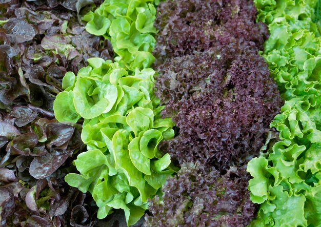 lechuga fresca variada