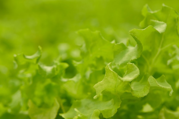 Lechuga en la granja hidropónica