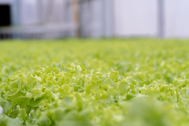 Lechuga hidropónica en tubo hidropónico. plantas que utilizan soluciones de nutrientes minerales en agua sin suelo. Cierre de plantación de plantas hidropónicas. Jardín hidropónico. las verduras son muy frescas.