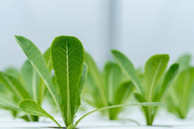 Lechuga hidropónica en tubo hidropónico. plantas que utilizan soluciones de nutrientes minerales en agua sin suelo. Cierre de plantación de plantas hidropónicas. Jardín hidropónico. las verduras son muy frescas.