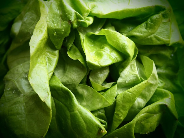 Lechuga Una hierba anual del género Lechuga de la familia Asteraceae Deliciosas hojas fortificadas Ensalada verde o guarnición Hierbas frescas para una alimentación saludable