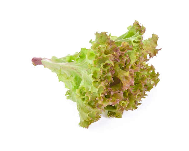 Lechuga de hoja de roble aislada