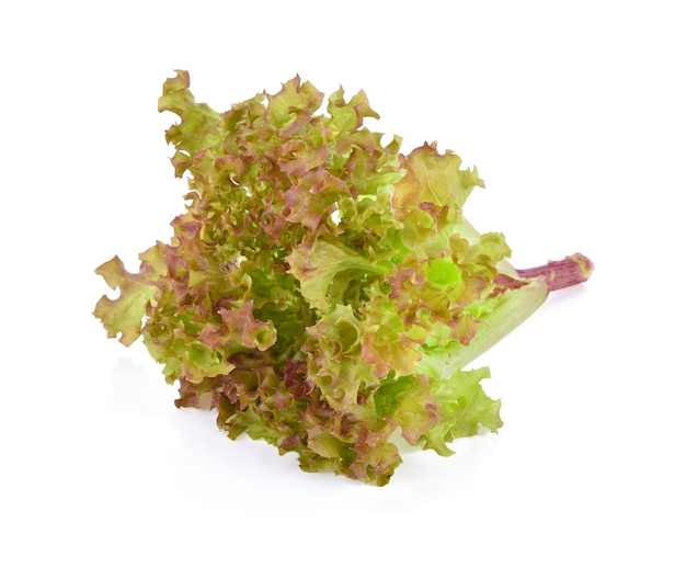 Lechuga de hoja de roble aislada