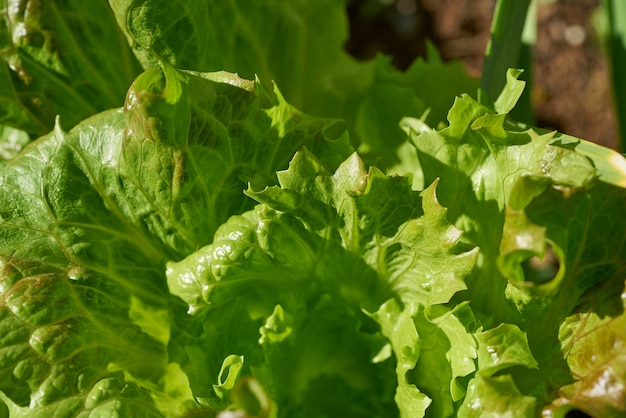 Lechuga De Hoja De Roble En Un Campo De Huerta