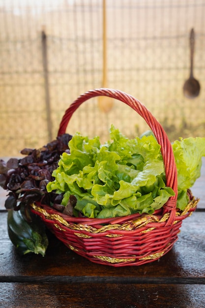 Lechuga de hoja de roble fresca. Lechuga fresca recién cogida del huerto.