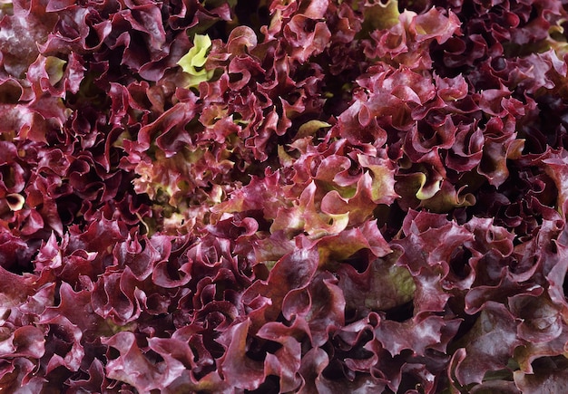 Lechuga De Hoja Roja