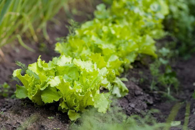 Lechuga de hoja verde en huerta Ecológica y orgánica plantada Fila de crecimiento de hojas jóvenes