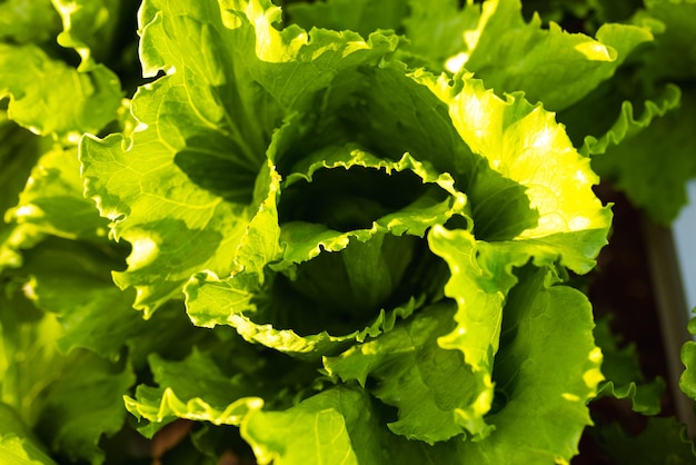 Foto lechuga con hojas verdes brillantes creciendo a la luz del sol en un invernadero