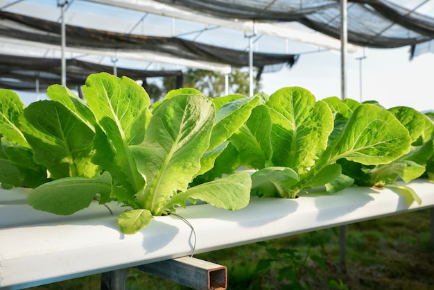 Lechuga hortalizas granja hidropónica