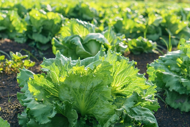 Lechuga iceberg creciendo en el campo