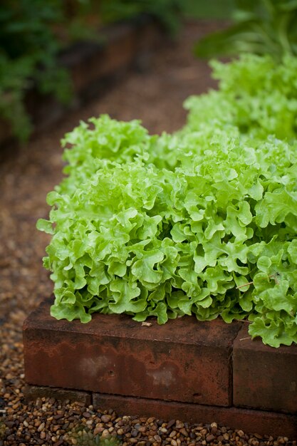 Lechuga en el jardín de su casa