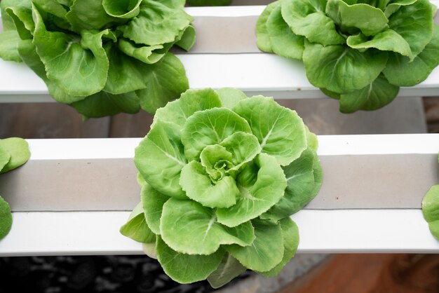 Lechuga manteca hidropónica que crece en invernadero. Concepto de comida sana, dieta y limpio.