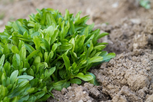 Lechuga de primavera