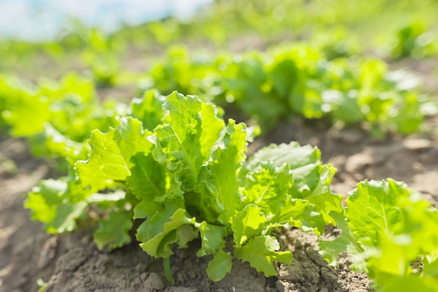 Lechuga que crece en una cama de jardín, huerta, hobby, comida ecológica natural