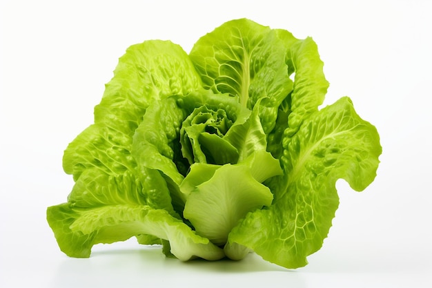 Lechuga que crece con tierra y raíces